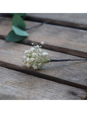 Pic-gypsophile-en-fleurs