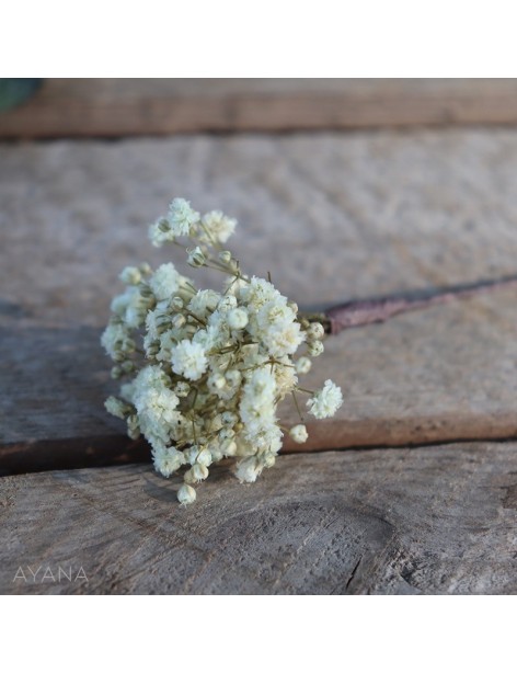 Pic-gypsophile-fleurs-eternelles