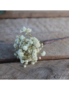 Pic-gypsophile-fleurs-eternelles