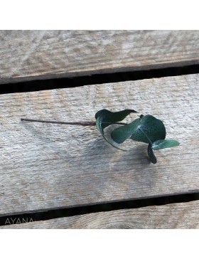 Pic-eucalyptus-de-fleurs-stabilisees