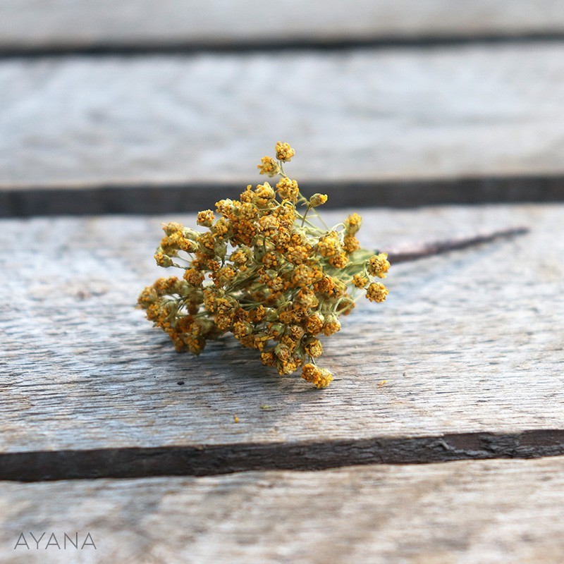 Pic-broom-en-fleurs-eternelles